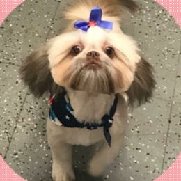 Charlotte - Shih Tzu