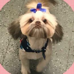 Charlotte - Shih Tzu