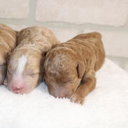 Poodle puppies from Ewing Acres