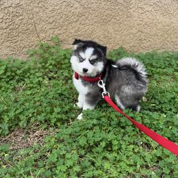 Candy - Black and white female Pomsky puppy in La Verne, California from Red Cedar Pomskies