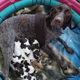 Old Orchard's Southern Breeze - German Shorthaired Pointer