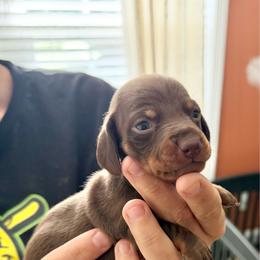 Fern - AKC - Chocolate and tan female Dachshund puppy in Indian Trail, North Carolina from Hilda’s Teenie Weenies