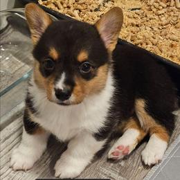 Twizzler - Black and tan female Pembroke Welsh Corgi puppy in Frontenac, Kansas from Holloway Corgis