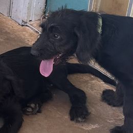 Boy 3 - Black male Labradoodle puppy in Spur, Texas from Purple Heart Canines