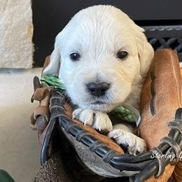 Golden Retriever Puppies from Sterling Goldens