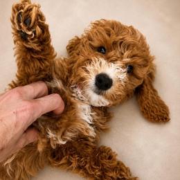 Sweet Tulip - Mini F1BB Female - Apricot female Goldendoodle puppy in Lancaster, California from Kid's Best Doodle