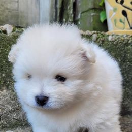 Pomeranian Puppies from Svitlana's Pomeranians