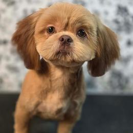 Kataya - Red female Shih Tzu puppy in Parma, Ohio from D's DeVine Shih-Tzu