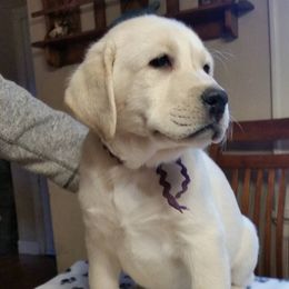 Labrador Retriever Puppies from Heirloom Labradors