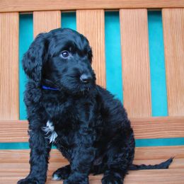 Goldendoodle Puppies from Warren Doodles