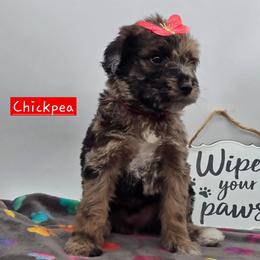 Chickpea - Sable female Bernedoodle puppy in Neillsville, Wisconsin from Granton Creek