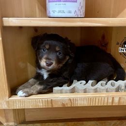 Australian Shepherd and Miniature Australian Shepherd Puppies from Integrity Aussies Tx