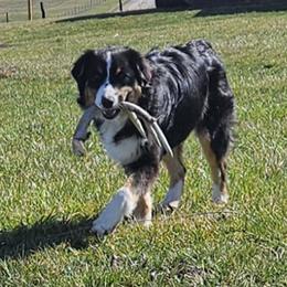 Ella - Australian Shepherd