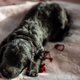 Poodle Puppies from Wilson Family Poodles
