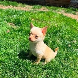 McIntosh Pomchi (teacup) - Blue fawn male Chihuahua puppy in Seneca, Missouri from Stephanie’s Puppy Colony