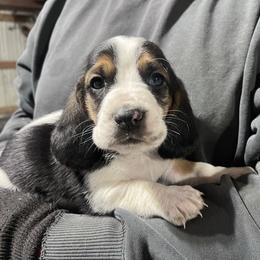 Boy 1 - Black brown and white male Basset Hound puppy in Noblesville, Indiana from Russell Bassets