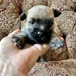 Jamie - Red wheaten male Cairn Terrier puppy in Hollywood, Maryland from Quiet Waters