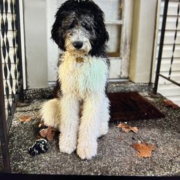Belle - Newfypoo