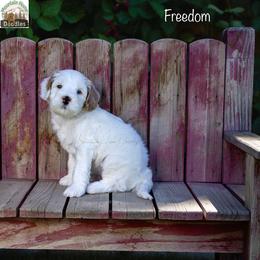 Freedom - Apricot male Australian Labradoodle puppy in Cashmere, Washington from Mountain Home Doodles