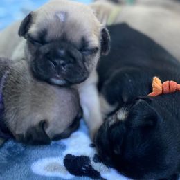 French Bulldogs from GR French Bulldogs