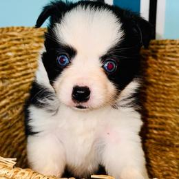 Blk Tri boy - Black tri male Toy Australian Shepherd puppy in Oklahoma City, Oklahoma from Faith River Aussies