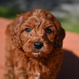 Cavapoo, Cockapoo, and Poodle Puppies from Heavenly Puppies to Love