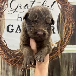 Girl 4 Pink collar - Liver female German Shepherd puppy in Pelham, North Carolina from P & P Shepherds