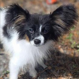 Marley - White black and tan male Papillon puppy in Myakka City, Florida from LaRae's Papillons