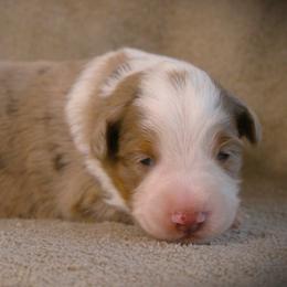 Fritz - Red merle male Miniature Australian Shepherd puppy in Menomonee Falls, Wisconsin from Hunt N Oaks