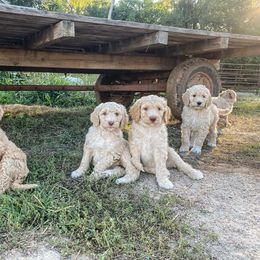 Poodle Puppies from BMW Standard Poodles