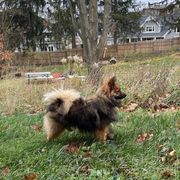 Lark - German Spitz