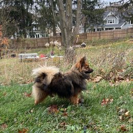 Lark - German Spitz