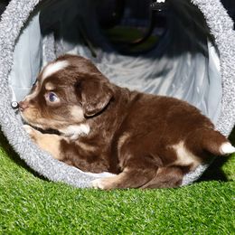 Golden Retriever and Miniature Australian Shepherd Puppies from Raised Right Pups