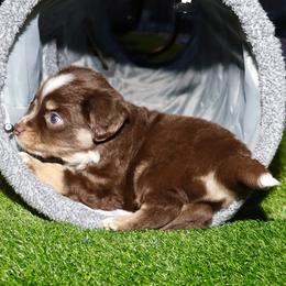 Golden Retriever and Miniature Australian Shepherd Puppies from Raised Right Pups