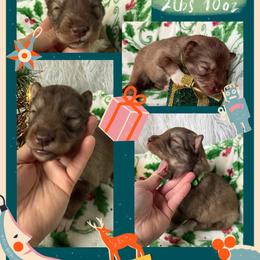 Acacia - Red and white female Siberian Husky puppy in Florence, Kentucky from Moonlight Howl Huskies