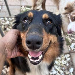 Daisy - Australian Shepherd