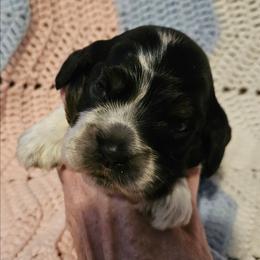 Girl 1 - Blue roan and tan female Cocker Spaniel puppy in New Riegel, Ohio from Riegelz Cockers