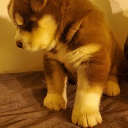 Siberian Husky Puppies from Xk siberians