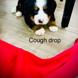 Cough drop - Black rust and white male Bernese Mountain Dog puppy in Strasburg, Ohio from Lois Allison