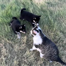 Alaskan Klee Kai from Woller Pups