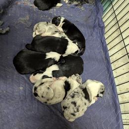 Australian Shepherd and Great Dane Puppies from AEW Farm