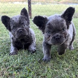 French Bulldog puppies from Dreampups