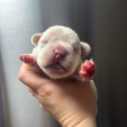 Solo - White male French Bulldog puppy in Coatesville, Pennsylvania from The Chipper Frenchie