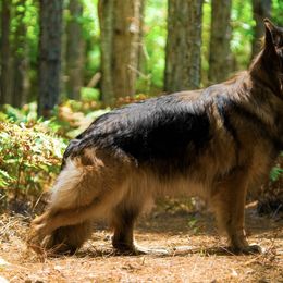 Jade - German Shepherd