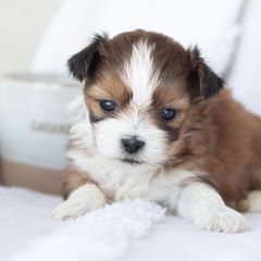 Maltipoo, Shichon, and Shihpoo Puppies from Timbercreek Puppies