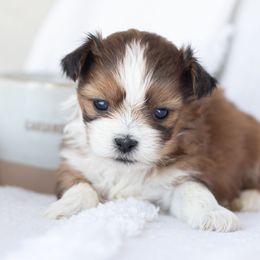 Maltipoo, Shichon, and Shihpoo Puppies from Timbercreek Puppies