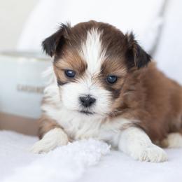 Maltipoo, Shichon, and Shihpoo Puppies from Timbercreek Puppies