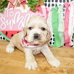 Nash - Buff male Cocker Spaniel puppy in Rattan, Oklahoma from Double M Cocker Spaniels