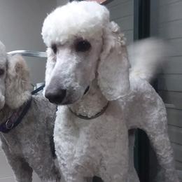 Sugar - Poodle