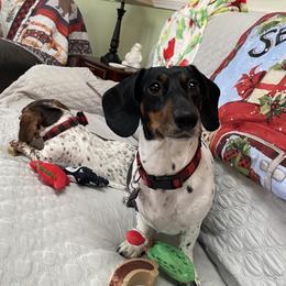 Winnie - Dachshund
